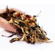 Darjeeling Aged Gold Muscatel Black Tea 2020